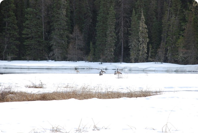 04-20-09 Liard Springs 007