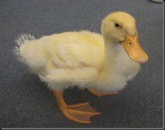 duck