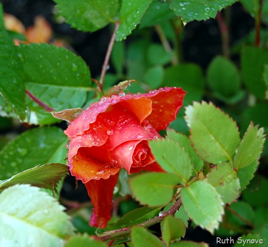 [rose i orange[6].jpg]