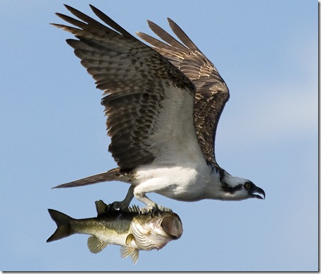 pajaro-pescado