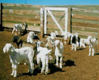 [cabrito2[4].jpg]