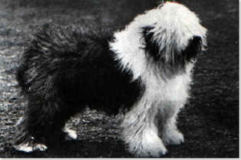 Sheepdog3