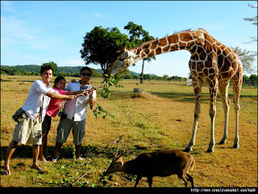 Coron, Palawan - Feeding deers and giraffes in Calauit Island