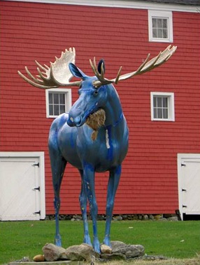 [Blue Moose[4].jpg]