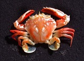 crab crab