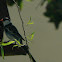 Pin-tailed whydah