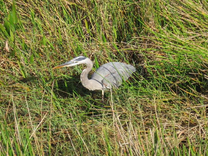 Un des oiseaux du parc