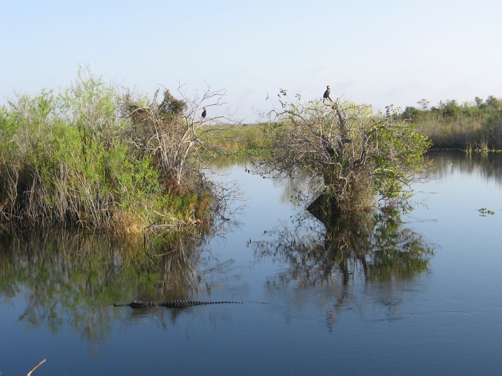 Alligator et oiseaux