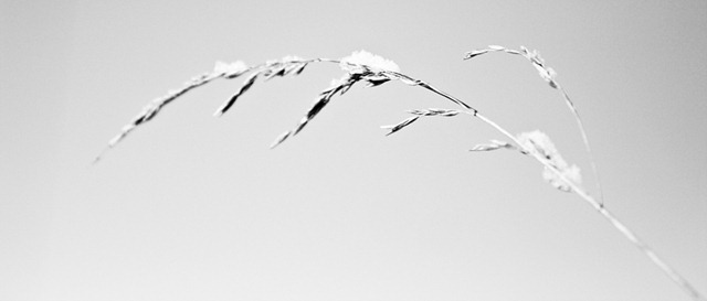 BW_kumerkors