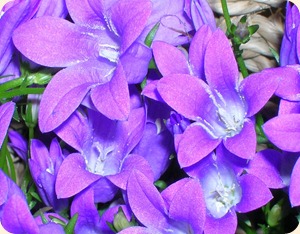fiori3