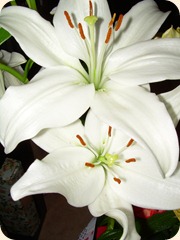 DSCN1314