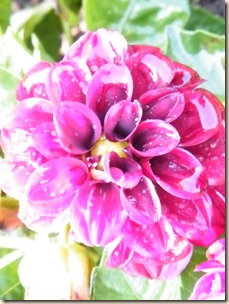 DSCF0076