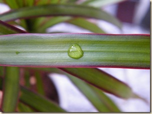 DSCF0051