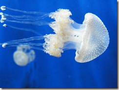 DSCF3197