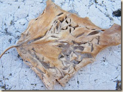 DSCF3542