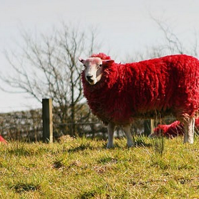 The red sheep of Scotland