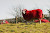The red sheep of Scotland
