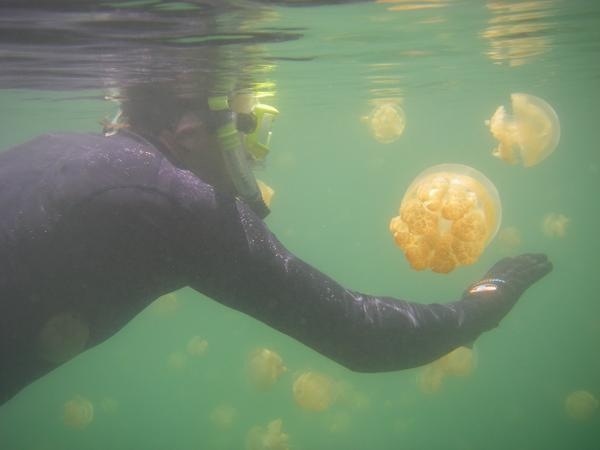 [jellyfish-lake (16)[2].jpg]
