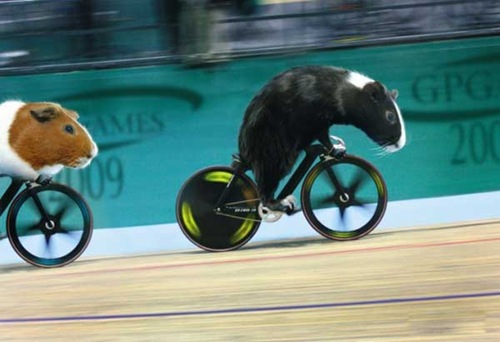 [olympics-guinea-pigs (8)[2].jpg]
