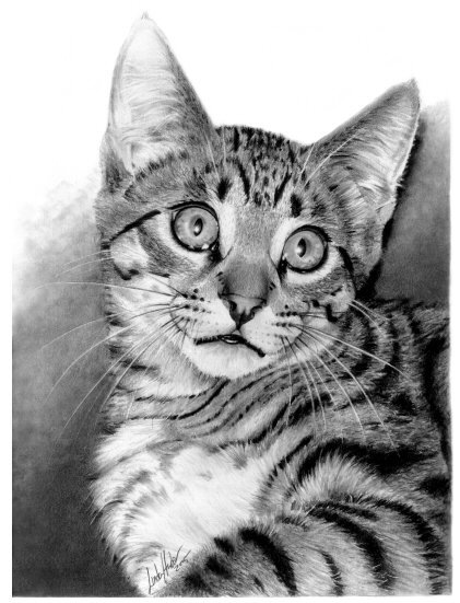 Photorealistic Pencil Drawings By Linda Huber Seen On www.coolpicturegallery.net linda-huber (7)
