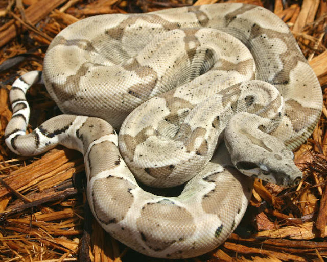 O4' Ghost male (Class Reptilia).jpg