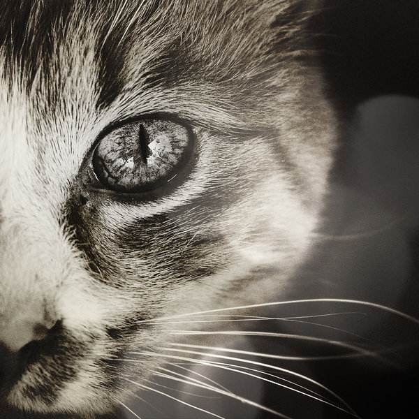 Cat portrait