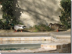 ducks2