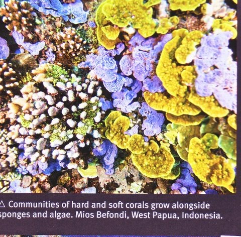 [june 10 hard & soft coral, sponges & algae- lilac, gold yellow & white[3].jpg]