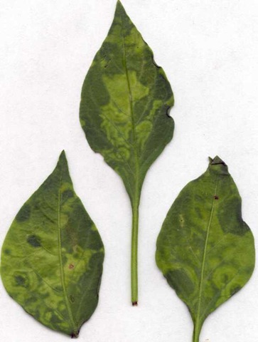 [virus on leaves[4].jpg]