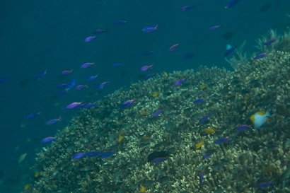 Bunaken090128-10.Hxx12fKJL8By.jpg
