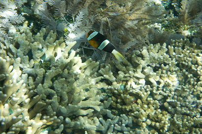 Bunaken090128-5.wm6llcO4Avij.jpg