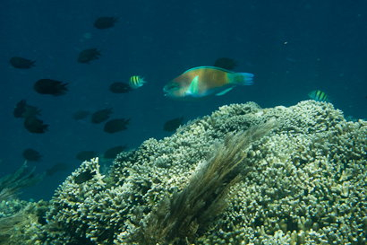 Bunaken090128-9.ZKDdkFkgNcPT.jpg