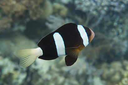 Bunaken090128-13.Ab54pz0M65tF.jpg
