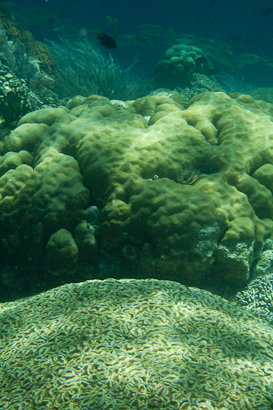 Bunaken090131-24.Gy9gvk6Jt1UN.jpg