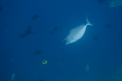 Bunaken090205-24.Z2Pt6Tur5lL7.jpg