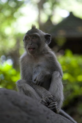 Ubud0902014-5.T59ZdZ7upqQe.jpg