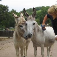[Donkeys.node[4].jpg]