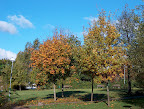 Tervasaari park in autumn