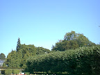 Trees in the city garden