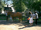 Horse cab in Esplanad park