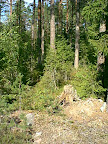 View to woods