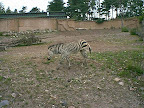 Zebra in the zoo