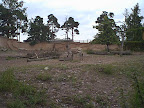 Zebra in the zoo