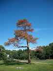 Old pine tree in Kaivopuisto