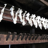 Boar jaws from a feast (they're not Muslim here!)