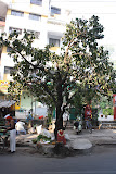 The local tree shrine