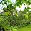 Carambola, Starfruit