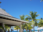 Palm trees