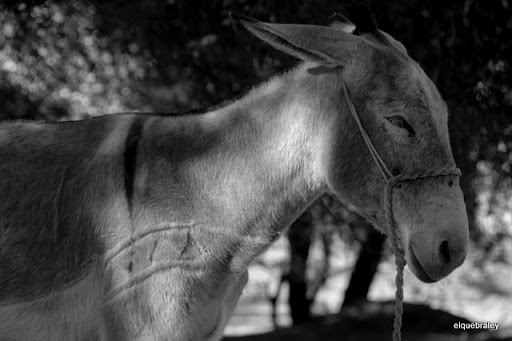 bow tattoo on back of neck. ow tattoo on ack of neck. ow tattoo pictures America in