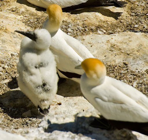 Baby Gannet